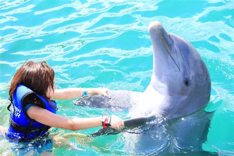 Nagez avec les dauphins à Punta Cana